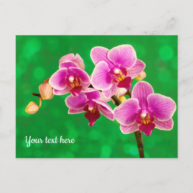 Orchidée violette sur carte postale verte (Devant)