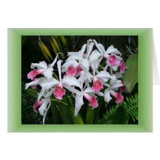 Orchidées