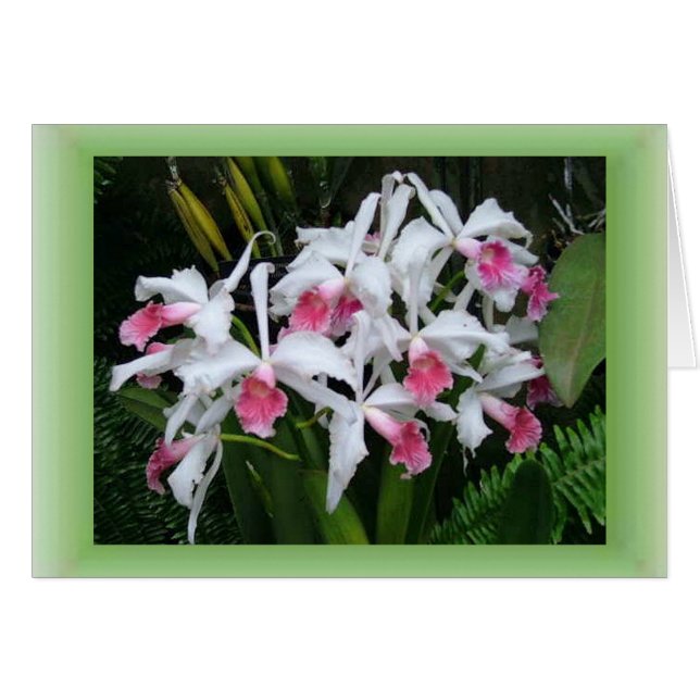 Orchidées (Devant horizontal)
