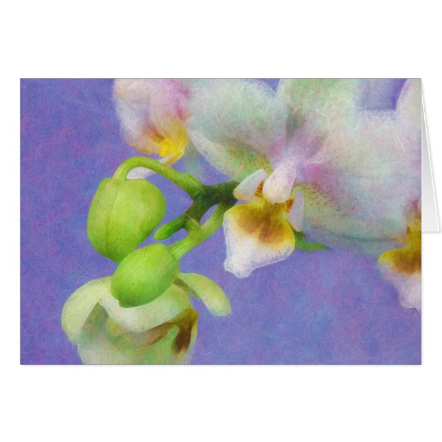 Orchidées (Devant horizontal)