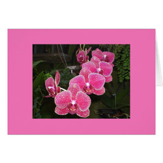 Orchidées