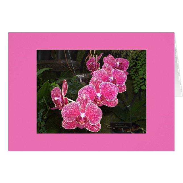 Orchidées (Devant horizontal)