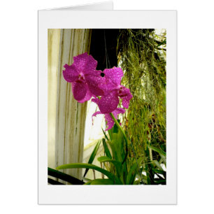 Orchidées