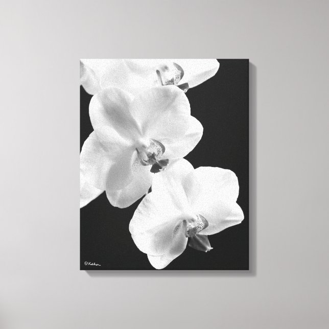 Orchidées 16X20 en toile blanche et noire (Recto)