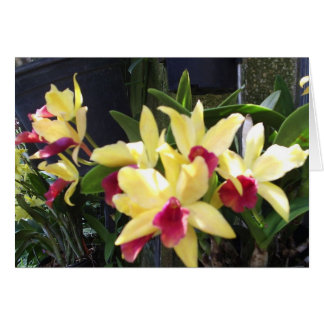 Orchidées 22