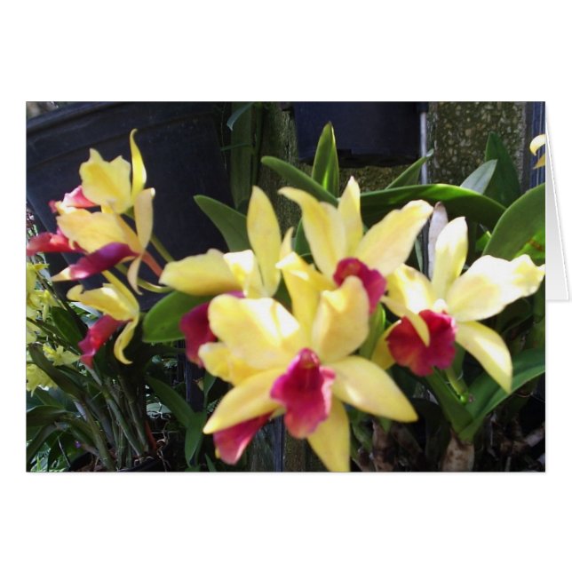 Orchidées 22 (Devant horizontal)