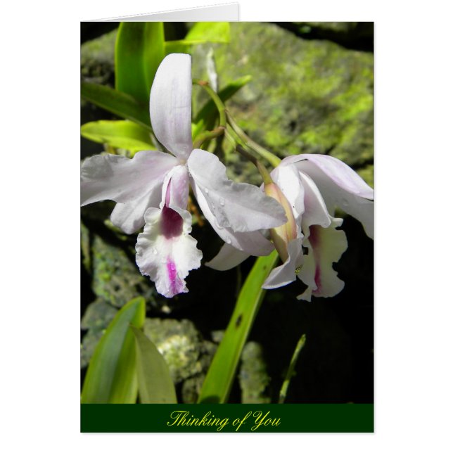 Orchidées blanches (Devant)