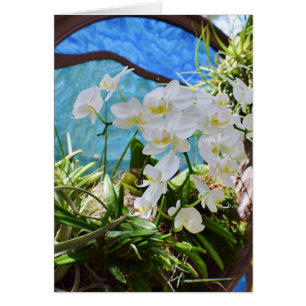 "Orchidées blanches"