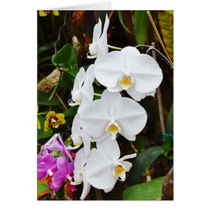 Orchidées Blanches