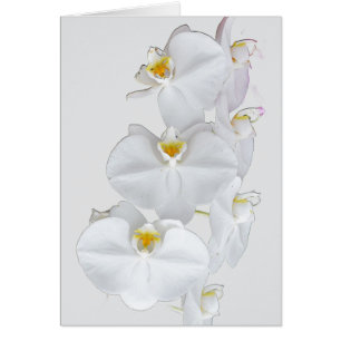 Orchidées blanches