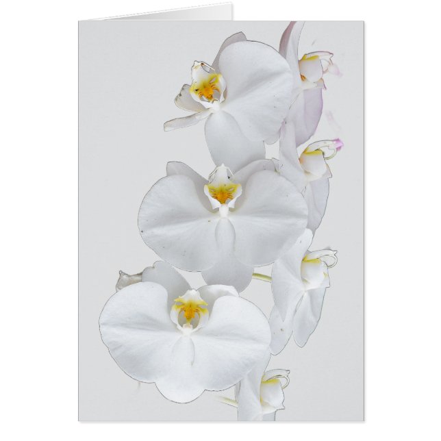 Orchidées blanches (Devant)