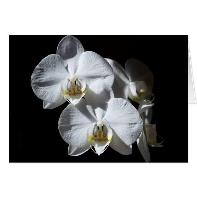 Orchidées blanches de Phalaeonopsis (Devant horizontal)