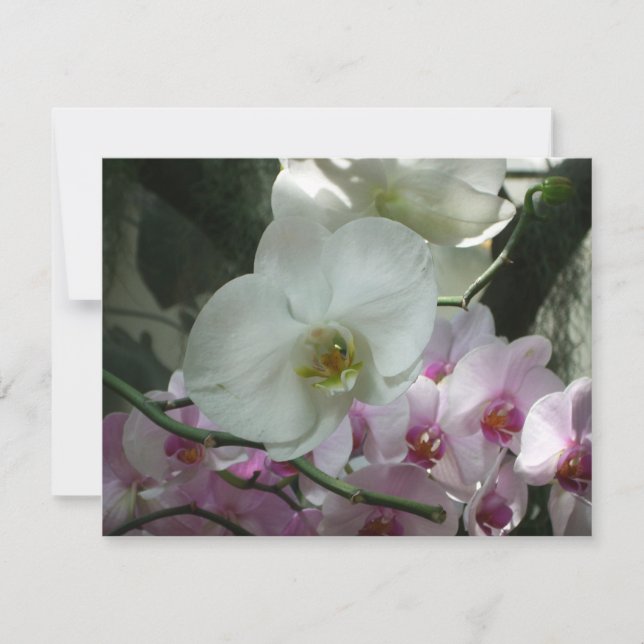 Orchidées blanches et violettes (Devant)