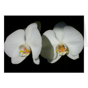 Orchidées blanches romantiques, photo florale trop