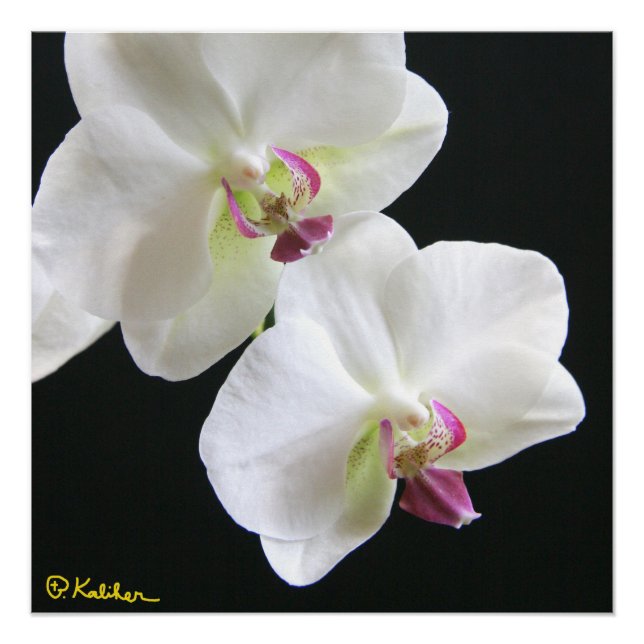 Orchidées blanches sur Black 20x20 Poster (Devant)