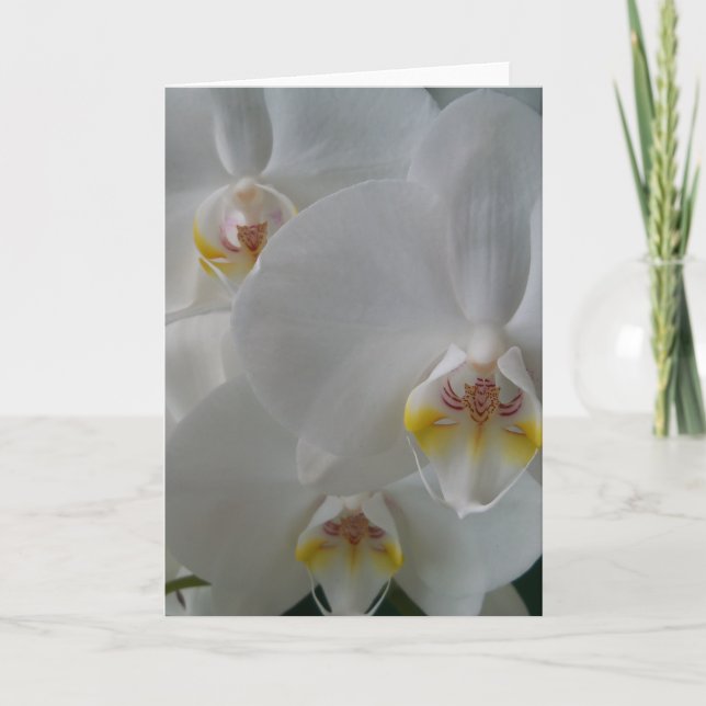 Orchidées blanches sur une carte blanche (Devant)