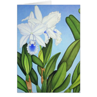 Orchidées bleues de Cattleya