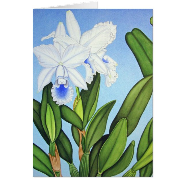 Orchidées bleues de Cattleya (Devant)