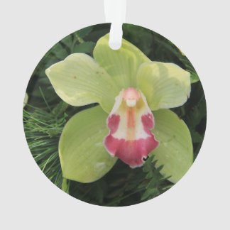 orchidées cymbidium