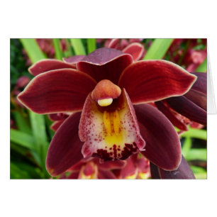 Orchidées de Maroon I Beau Floral Rouge