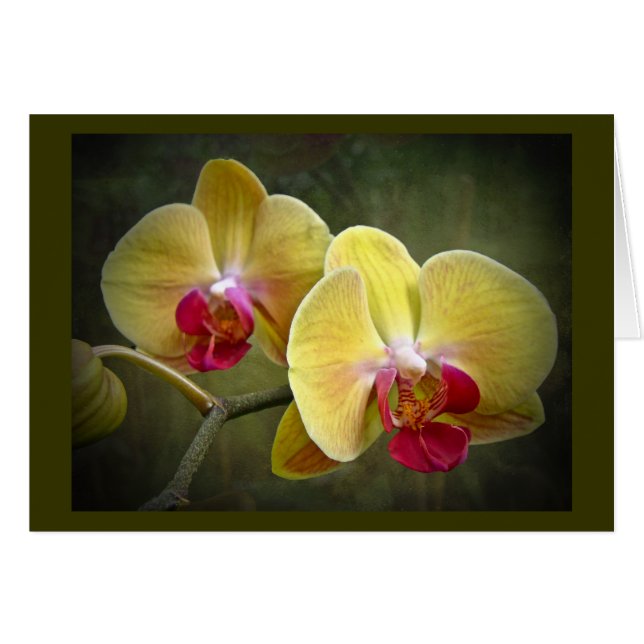 Orchidées de mite jaunes - Phalaenopsis (Devant horizontal)