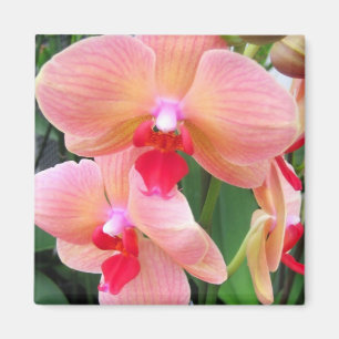 Orchidées de pêche - aimant