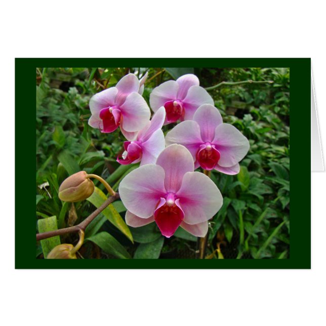 Orchidées de teigne rose - Phalaenopsis (Devant horizontal)