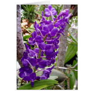 Orchidées de Vanda