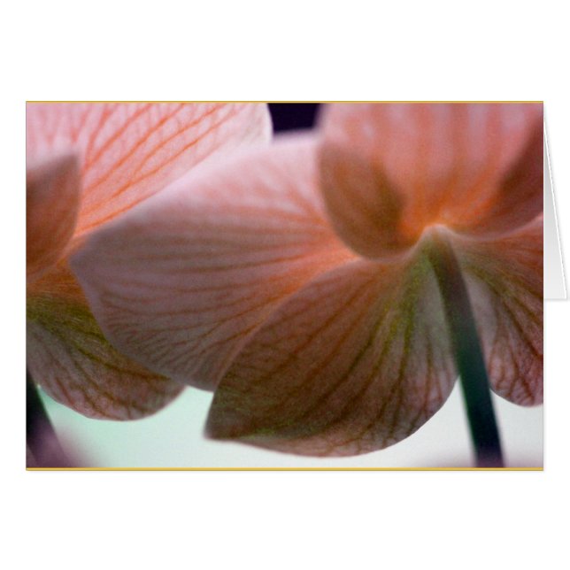Orchidées délicates (Devant horizontal)