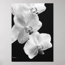 Orchidées en Poster noir et blanc, 24X33.6