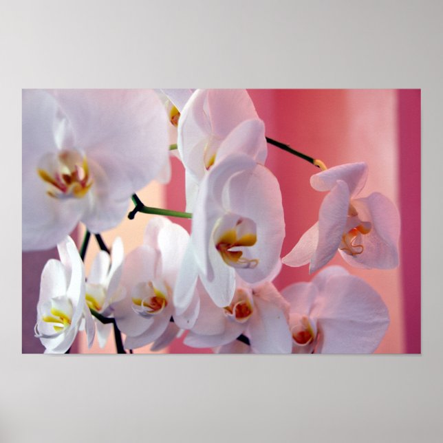Orchidées hawaïennes Numéro Quatre Poster (Devant)