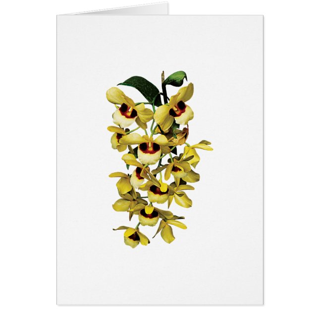 Orchidées jaunes de cascade (Devant)