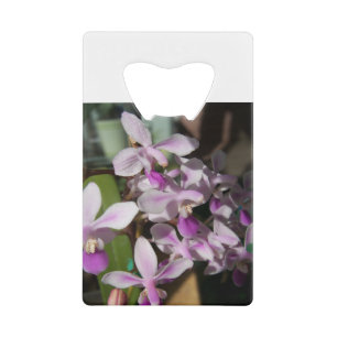 orchidées miniatures