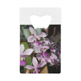 orchidées miniatures