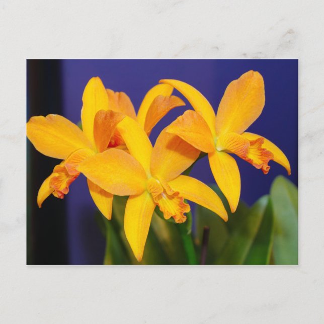 Orchidées orange sur carte postale Arrière - plan  (Devant)