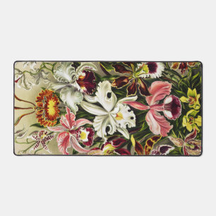 Orchidées, Orchidée Denusblumen Ernst Haeckel