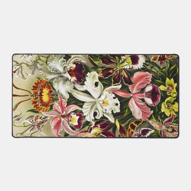 Orchidées, Orchidée Denusblumen Ernst Haeckel (Recto)