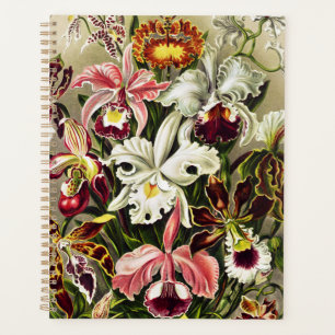 Orchidées, Orchidée Denusblumen Ernst Haeckel
