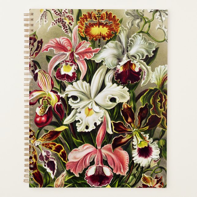 Orchidées, Orchidée Denusblumen Ernst Haeckel (Devant)
