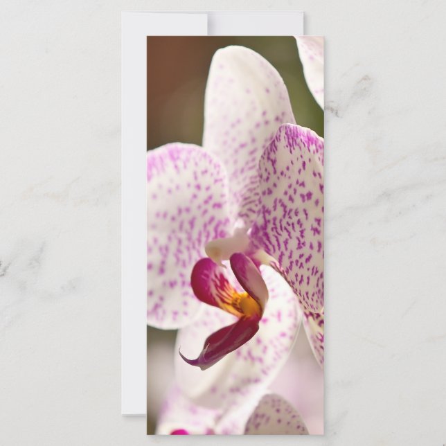 Orchidées par Shirley Taylor (Devant)