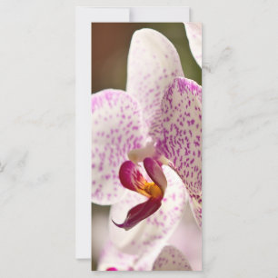 Orchidées par Shirley Taylor