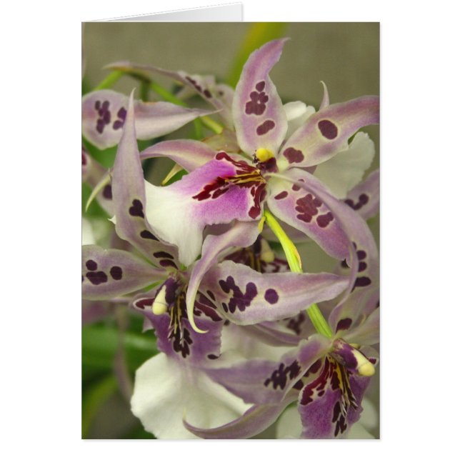Orchidées rose et blanche (Devant)