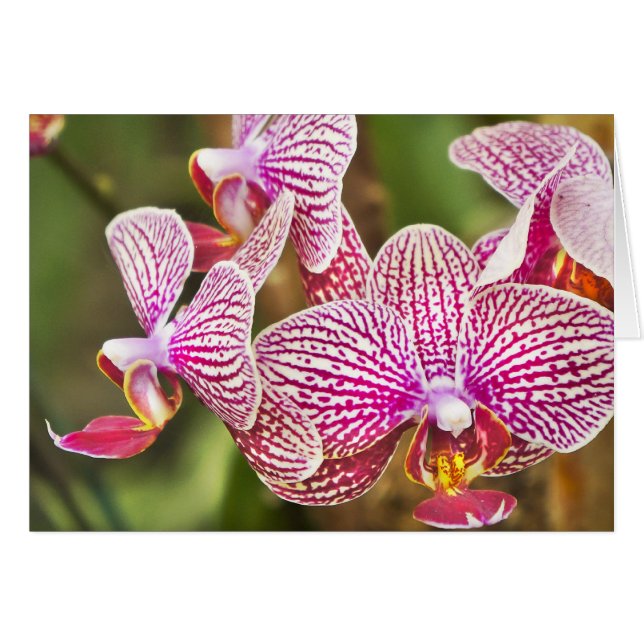 Orchidées roses (Devant horizontal)