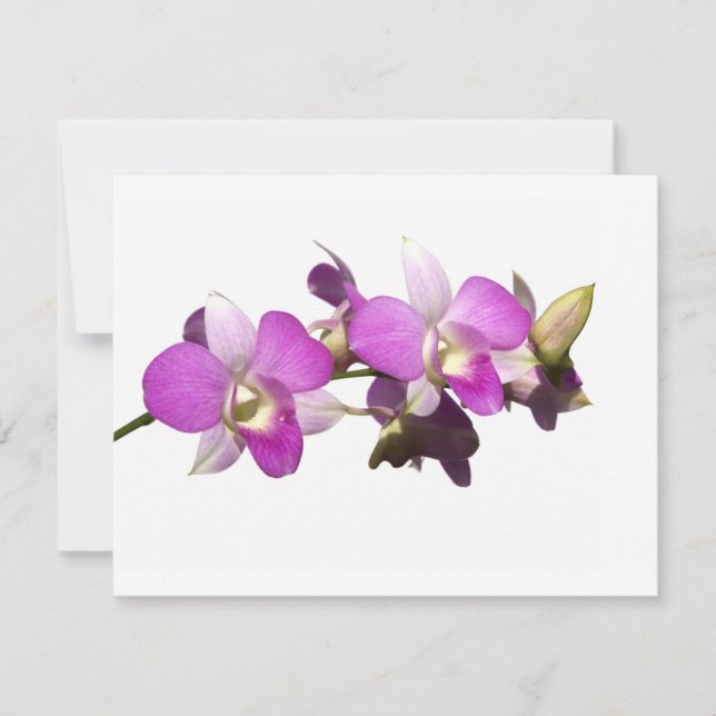 Orchidées roses (Devant)