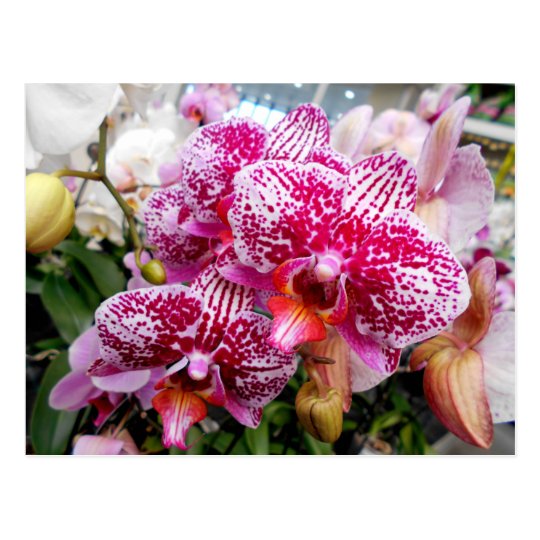 Orchidées roses de Dendrobium Carte Postale