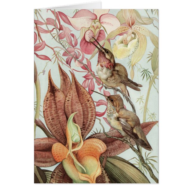 Orchidées tropicales vintage, fleurs et colibris (Devant)