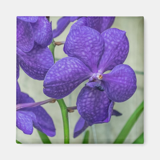 Orchidées violettes Vanda voir aimant frigo (Devant)