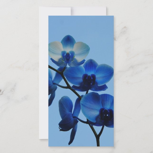 Ordhidée bleue (Devant)