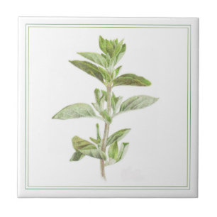 OREGANO FRAIS 4.25x4.25 Carreaux en céramique (-te