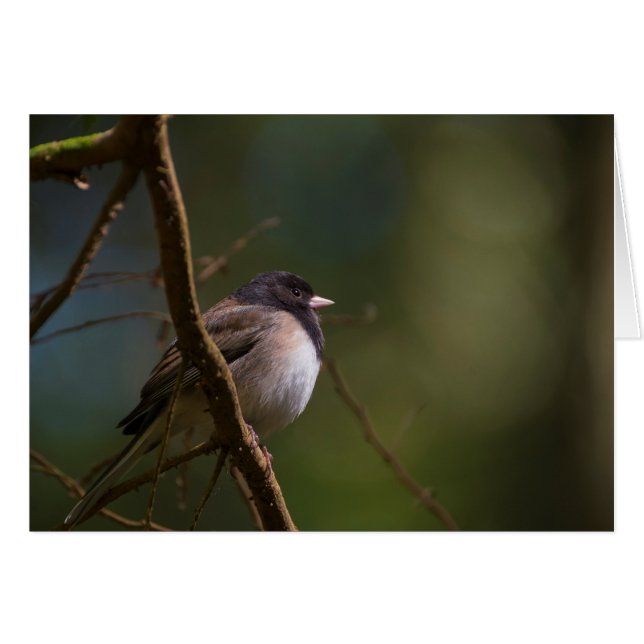 Oregeon Junco (Devant Horizontal)
